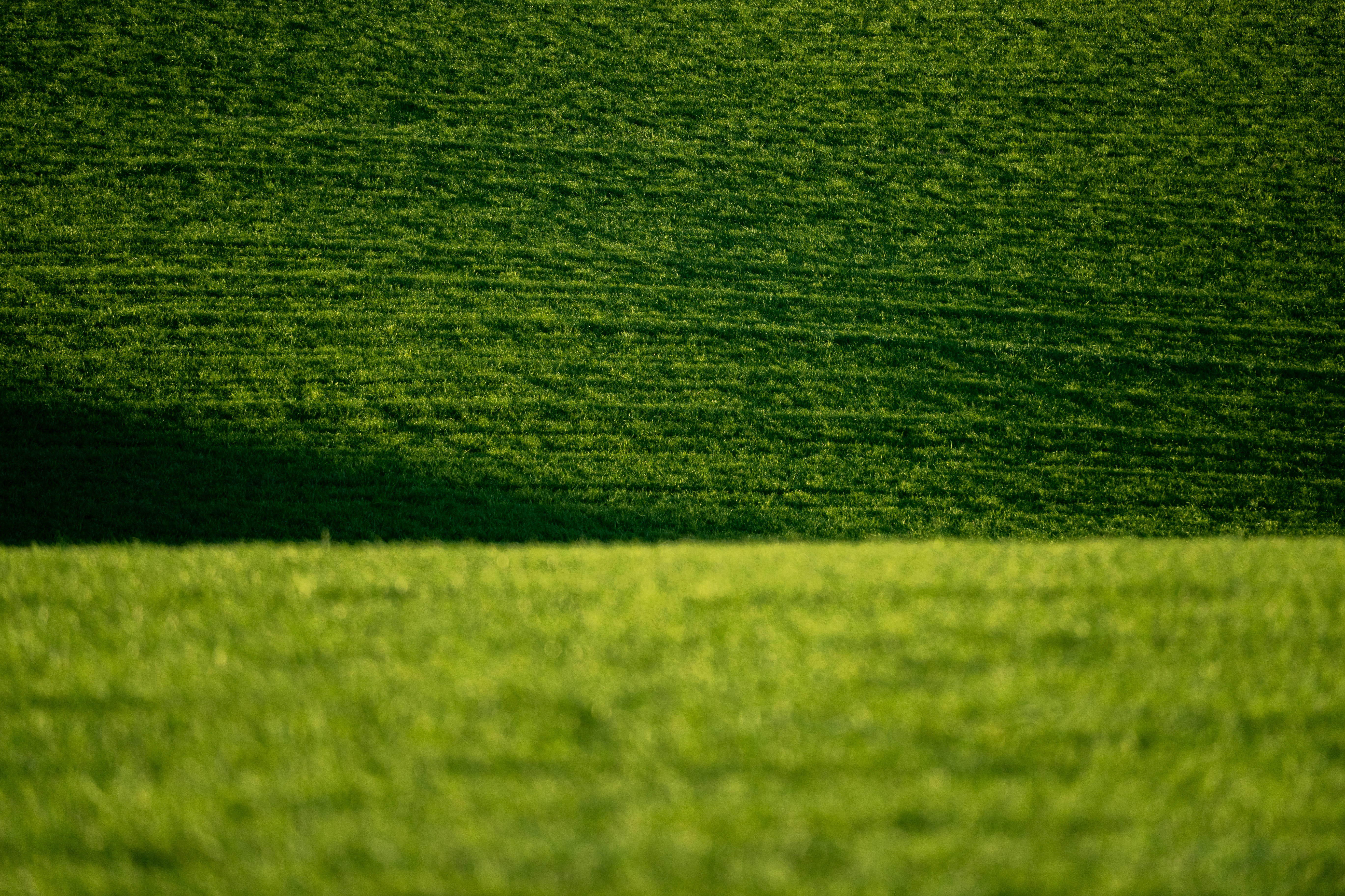 20250513 RAV New Grass 022