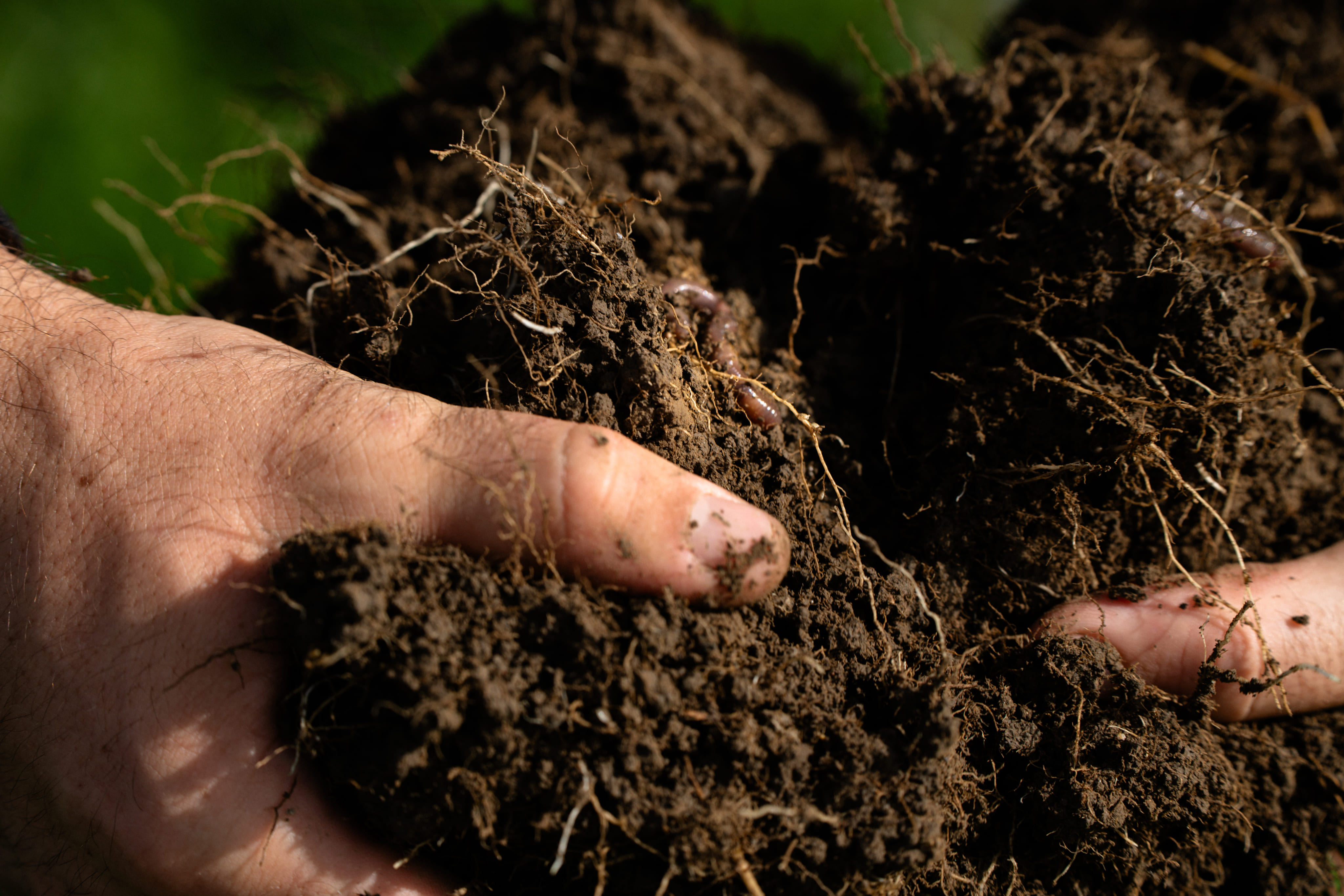 Hands examining soil structure and earthworms during soil testing