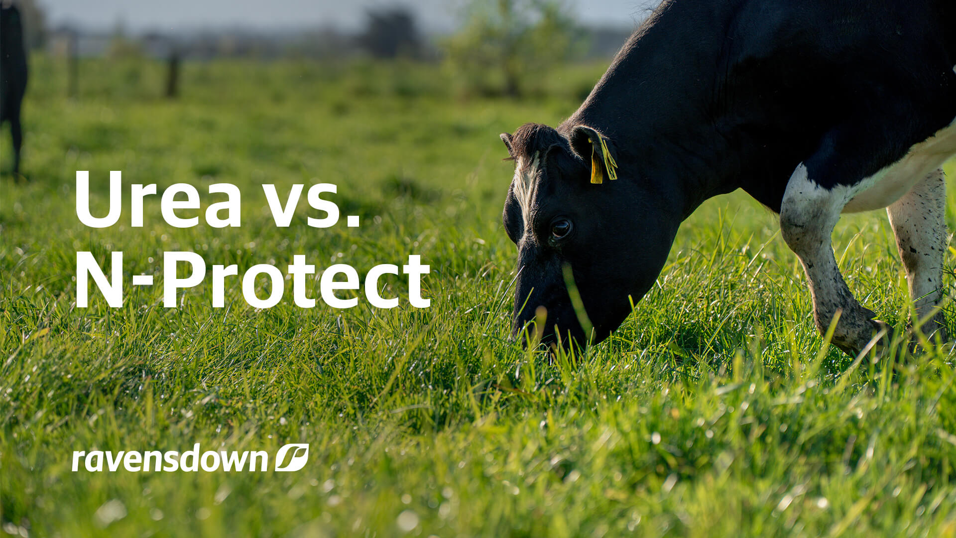 Resources Blog Urea Vs Nprotect